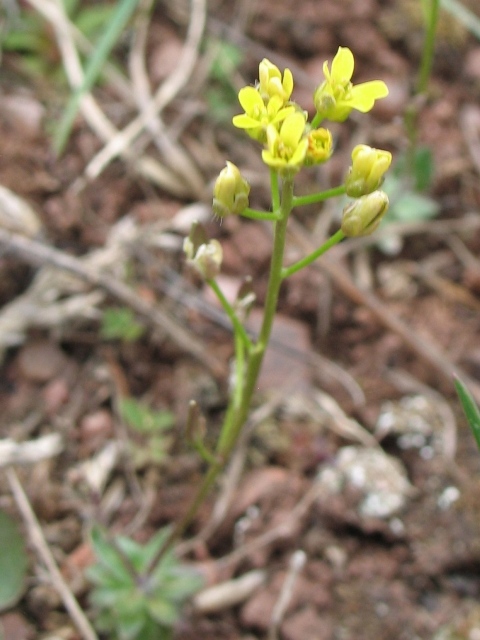 Draba streptocarpa